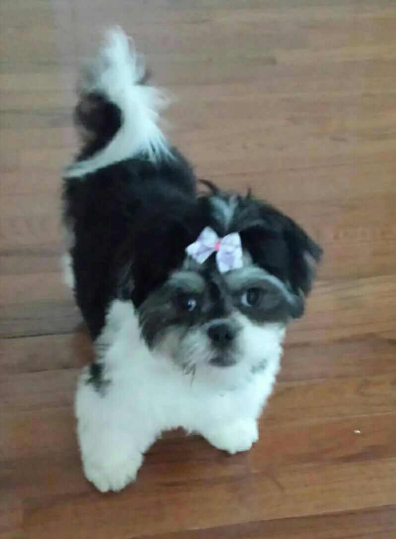 Peekatese dog for sale