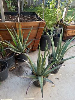 Large Potted Aloe Vera Plants