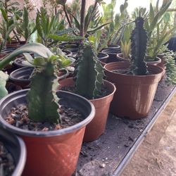 Cactus and Succulent’s 🌵