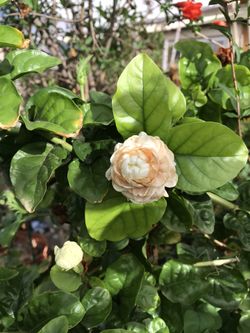 Arabian jasmine starter plants