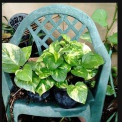 Pothos Philodendron Houseplant