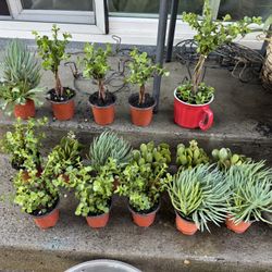 Succulent Plants In Pots , Each Pot $2.50
