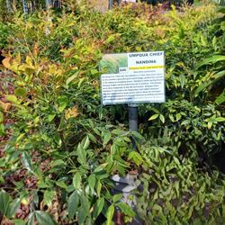 UMPQUA CHIEF NANDINA 