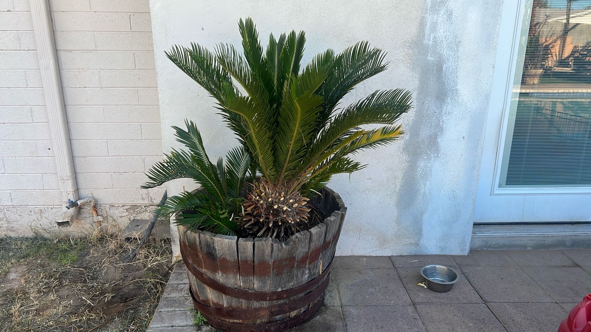Sago Palm Trees