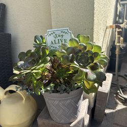 Assorted Succulent Plants