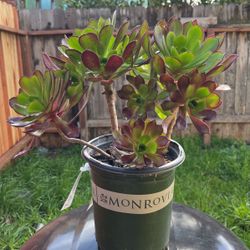 Succulents 