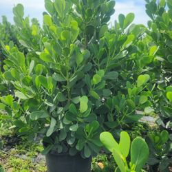 Spectacular Clusias Plants For Inmediate Privacy!!! 5-6 Feet Tall Measurements Over The Pot!!! Fertilized 