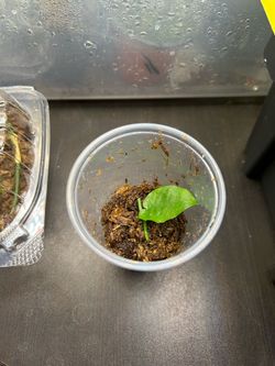 CHEAP AND RARE!!! Monstera Punctulata