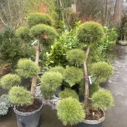 Topiary Pine Trees —