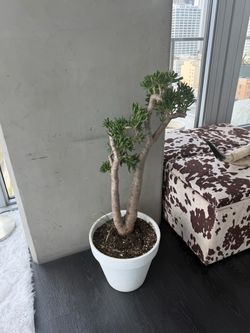 Large Jade Plant in White Pot