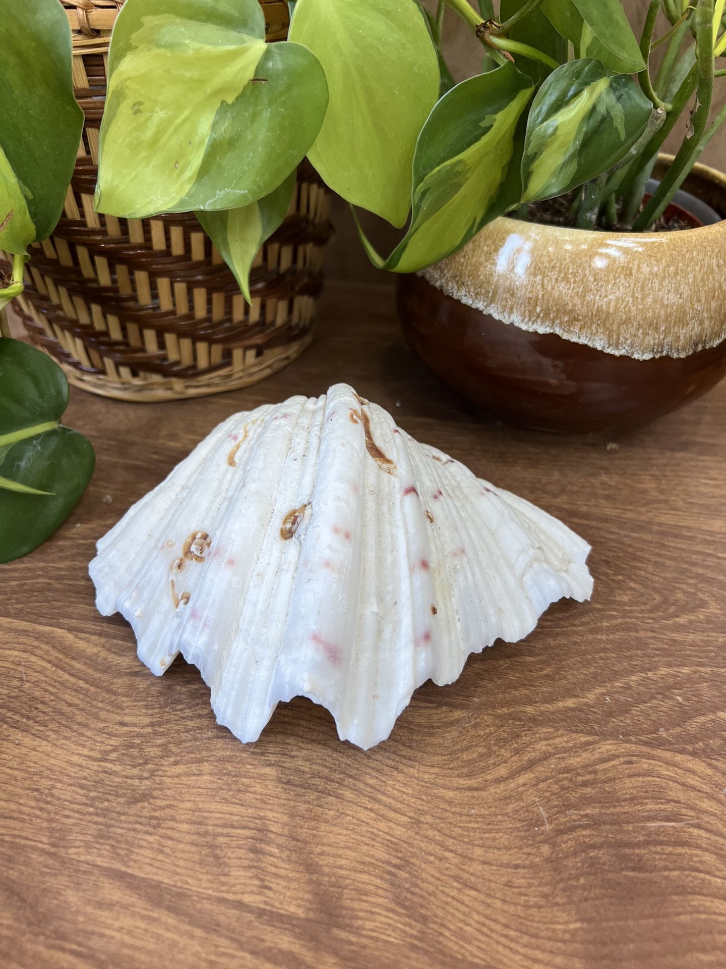 Vintage Half White Clam Shell Coastal Boho Beach Ocean Trinket Tray Succulent Display Decor