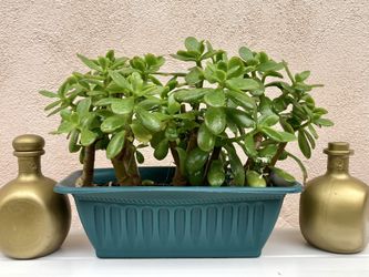 Jade Plant
