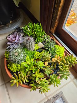 Healthy Succulent Plant