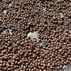 Stuart pecans fresh this year $2 A Pound 