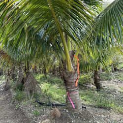 Fiji Coconut 🌴 