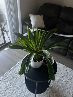 Live Indoor Tropical Plant in White Pot