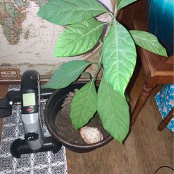Avacado Tree 