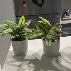 2 Fake Plants