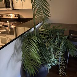 Furniture Best Offer 