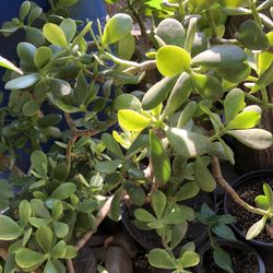 Planta De Jade