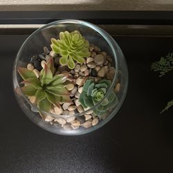Home Decor Succulents 