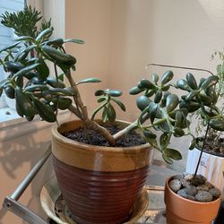 3 Year Old Starter Jade Tree