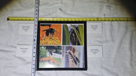 Assorted Art
