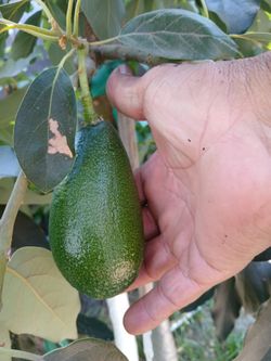 Grafted/Injerto Avacado Trees