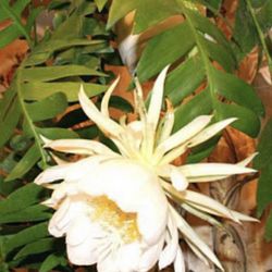 Epiphillum With New Growth