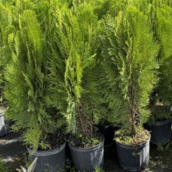Arborvitae Cypress 