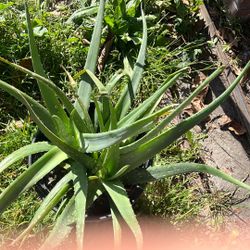 Healthy Aloe Vera