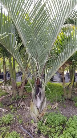 Triangle palm