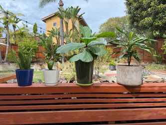 House plants for sale