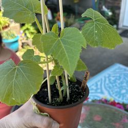 Zucchini And Summer Squash Plants