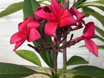 PLUMERIA PLANT 🌺🌺🌺FULLY ROOTED  5 FT TALL