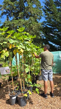 Fig Trees