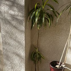 Dracaena plant full grown with pot 