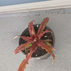 Earth star plant for sale