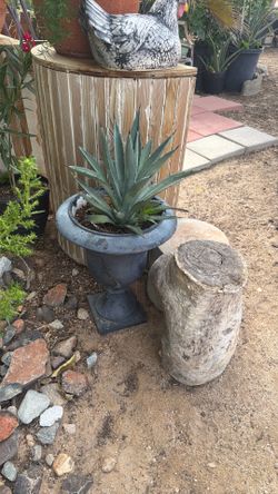 Maguey