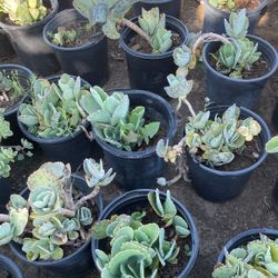 Kalanchoe