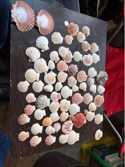 Sea shells from new port banks and Huntington Beach