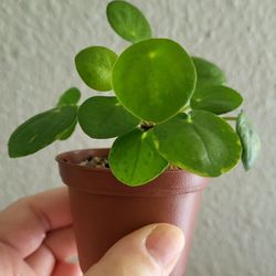 Baby Pilea Good Luck Plant  