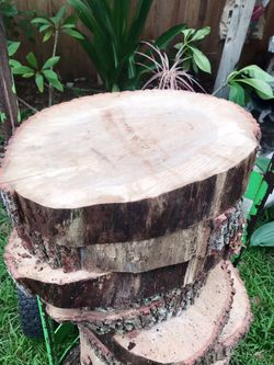 Live oak wood unfinished slab