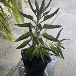 Plant a Mother of Thousands 