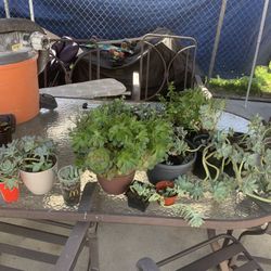 Discount Succulents!