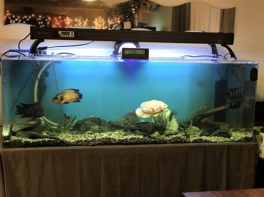 100 gallon seaclear systems II aquarium
