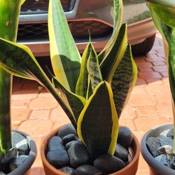 Yellow Edge Sanseveria Plant In Ceramic Pot. $25