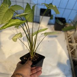 Singonio planta natural 🪴$6