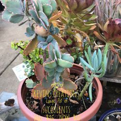 Kevin’s Creations Large Potted Succulent Gardens 5 In Stock WAS $25–$30 NOW ONLY $10 Land Park Area Zelle Cash App Square And Cash 