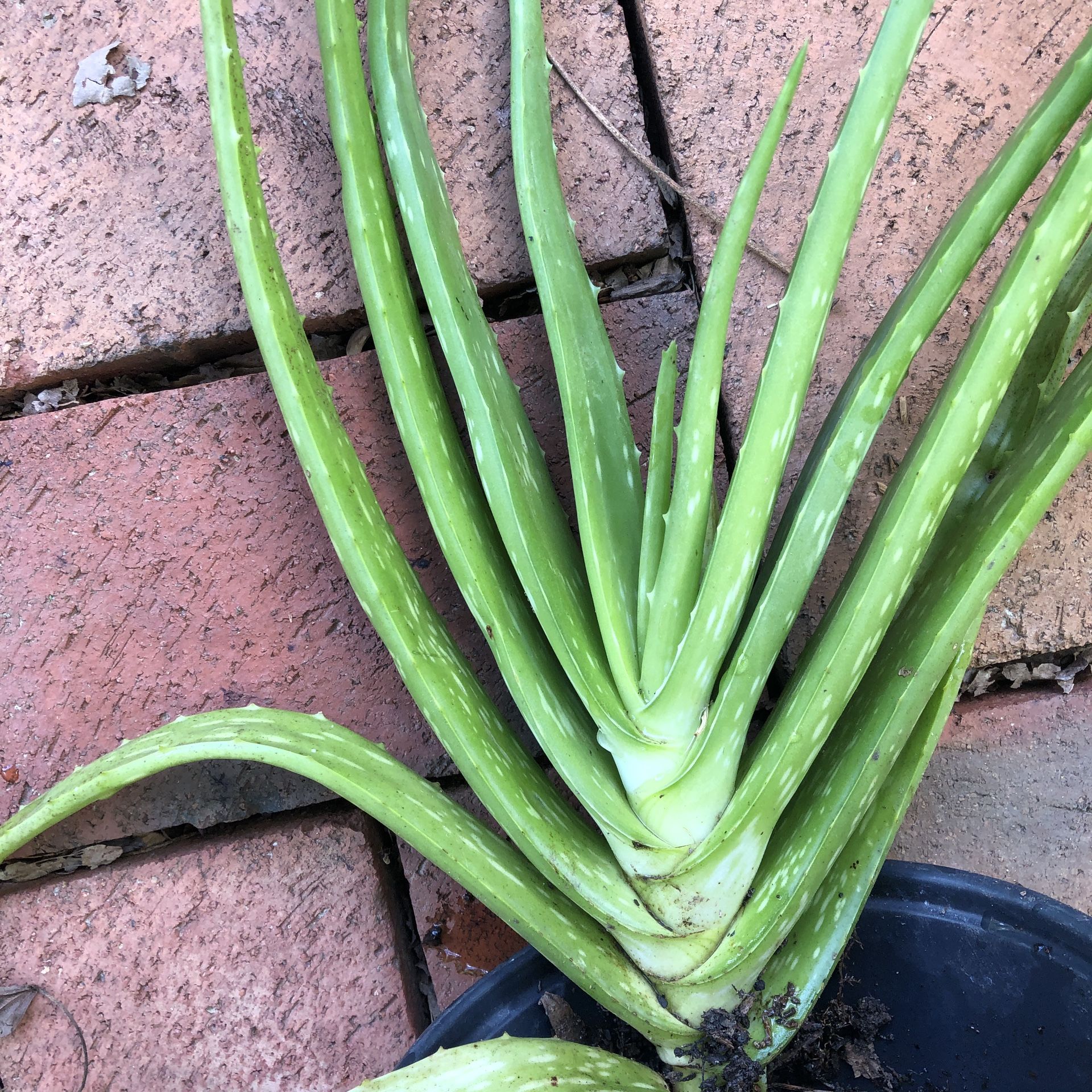 Aloe Vera Plant